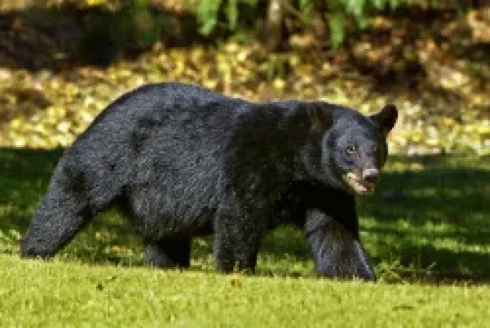 Best Places For Wildlife Viewing In The Great Smoky Mountains