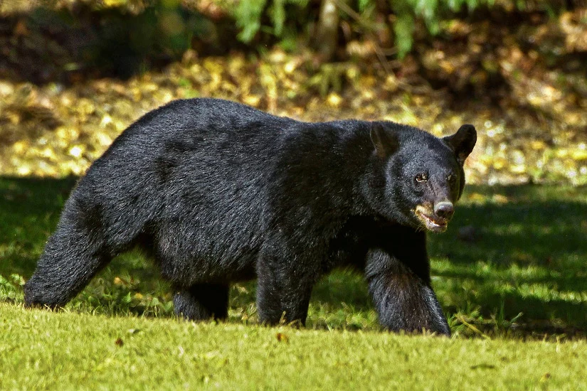 Black Bear Sighting